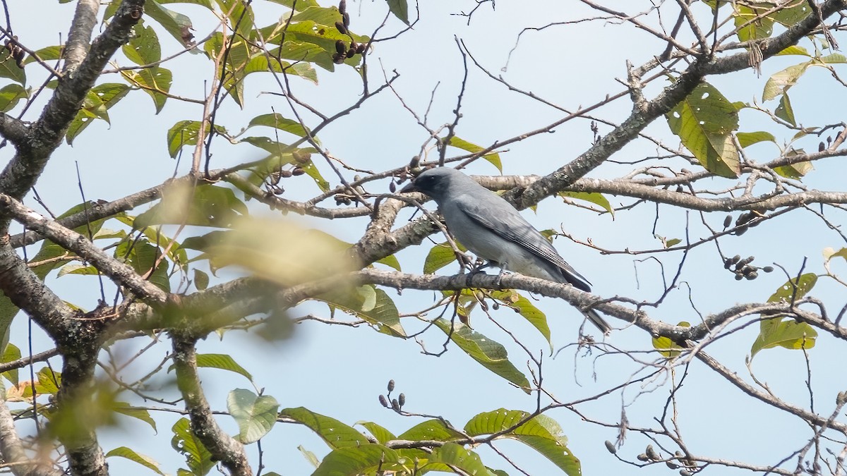 Large Cuckooshrike - ML615288645