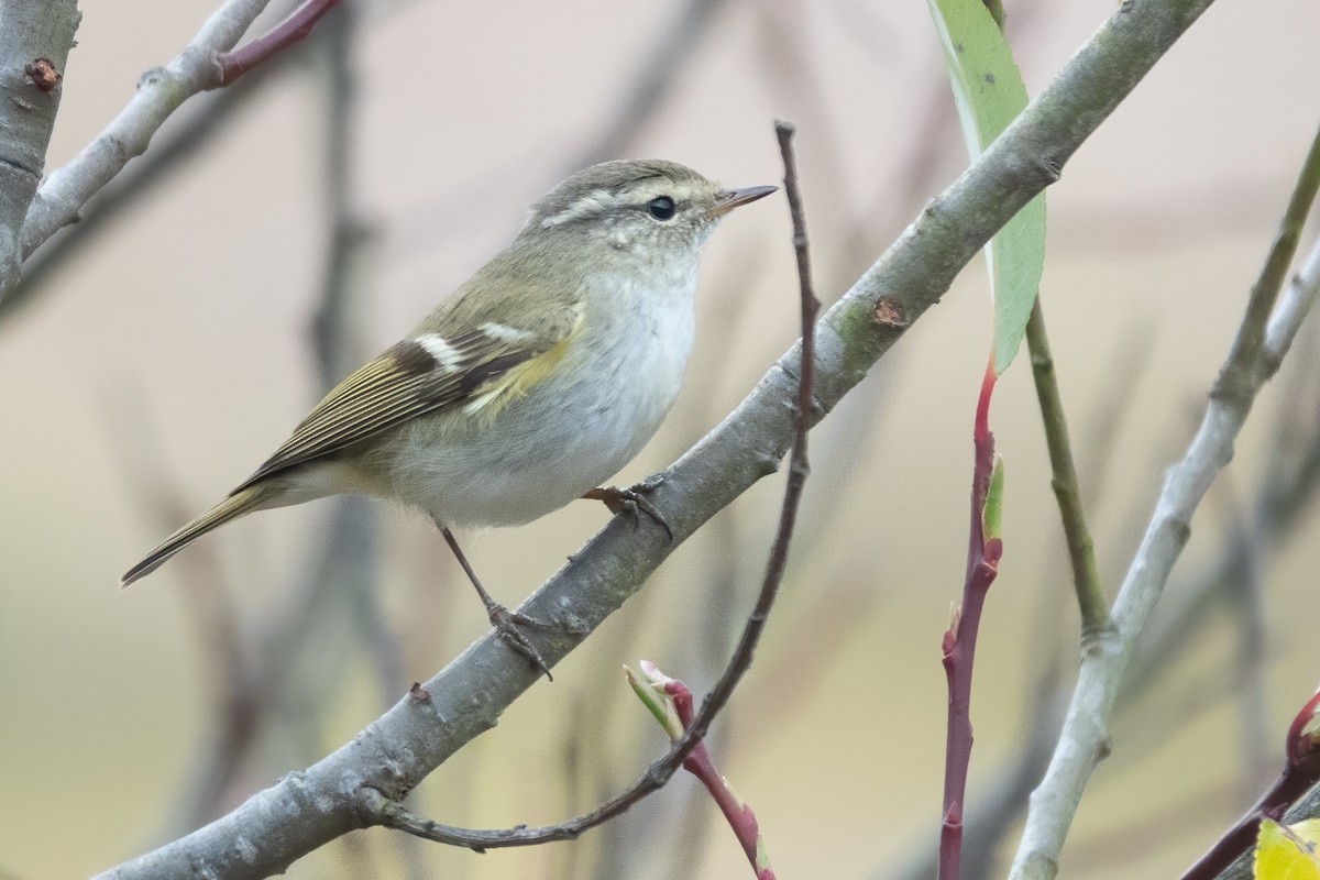 Yellow-browed Warbler - ML615288671