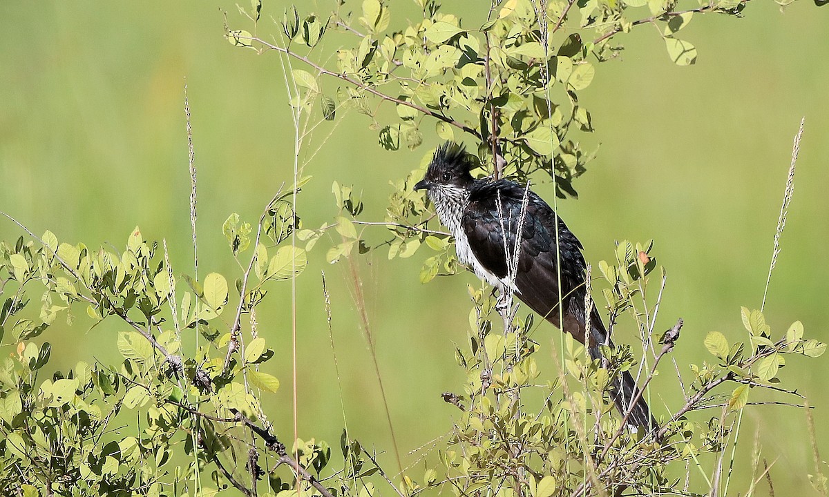 Pied Cuckoo - ML615288683