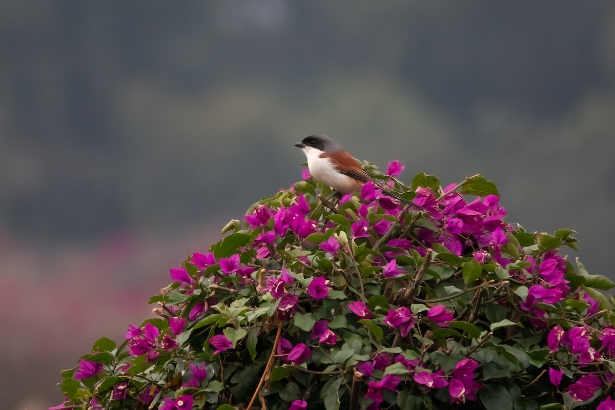 Burmese Shrike - ML615288689