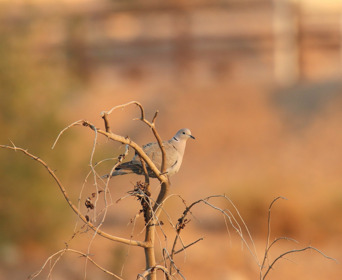 Eurasian Collared-Dove - ML615288720