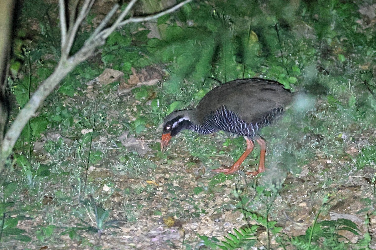 Okinawa Rail - Charley Hesse TROPICAL BIRDING