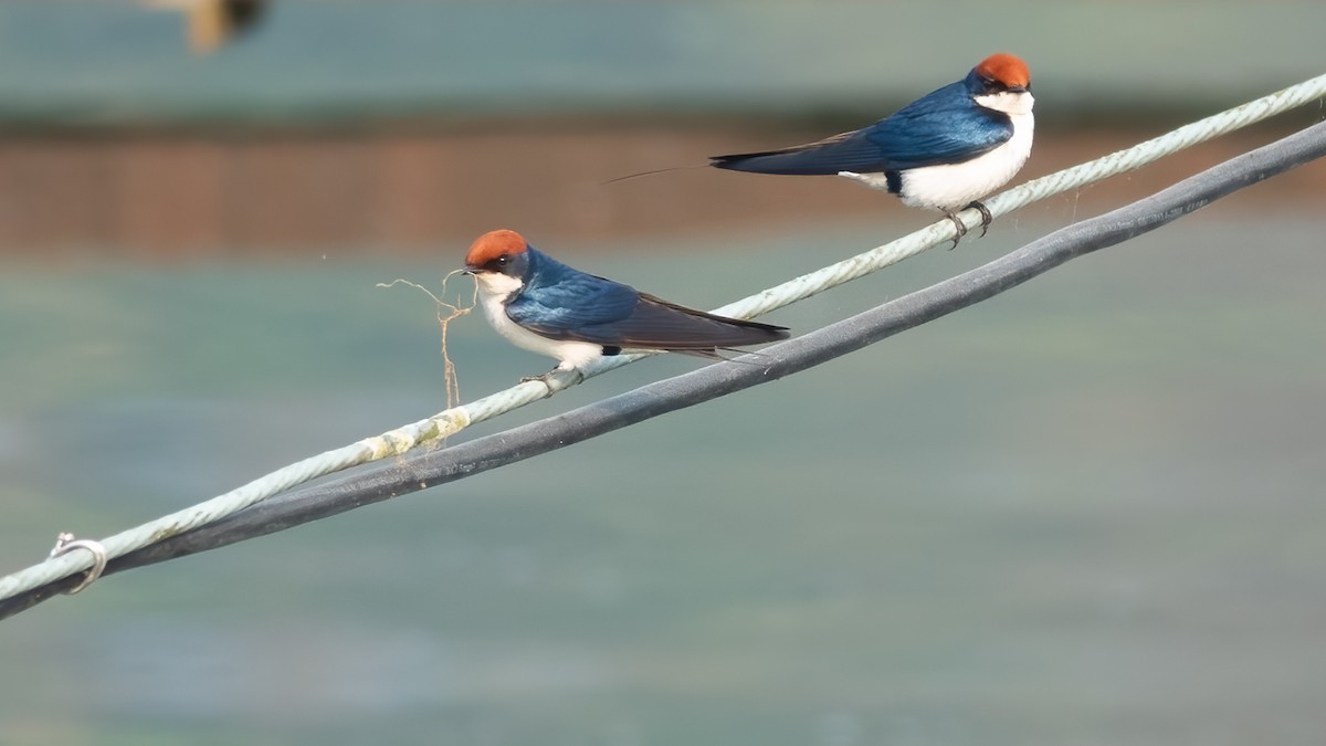 Wire-tailed Swallow - ML615288735