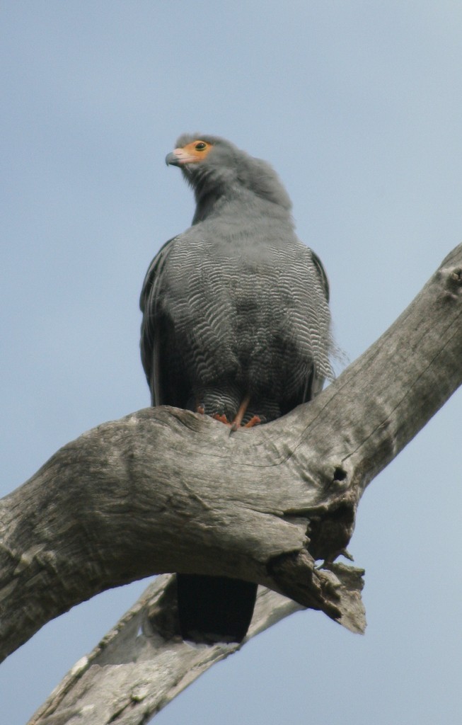 African Harrier-Hawk - ML615288799