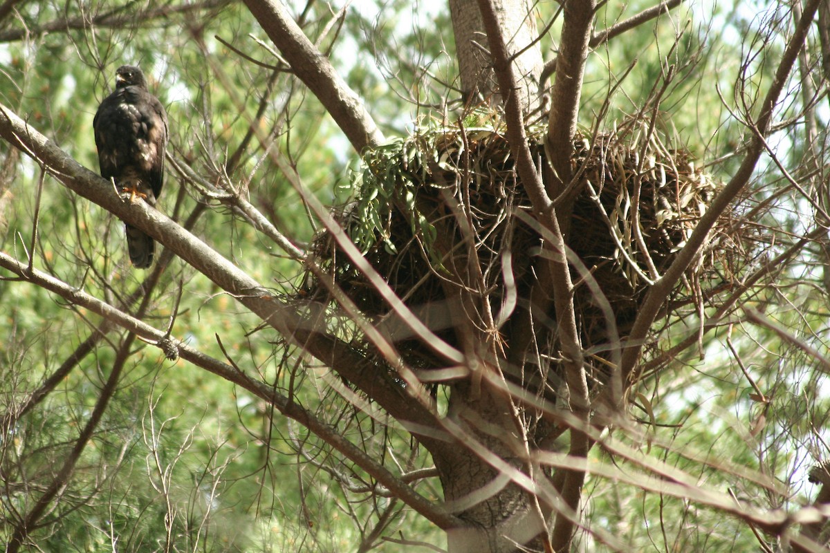 Black Goshawk - ML615288803