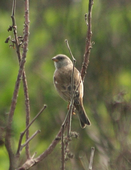 Southern Gray-headed Sparrow - ML615288807