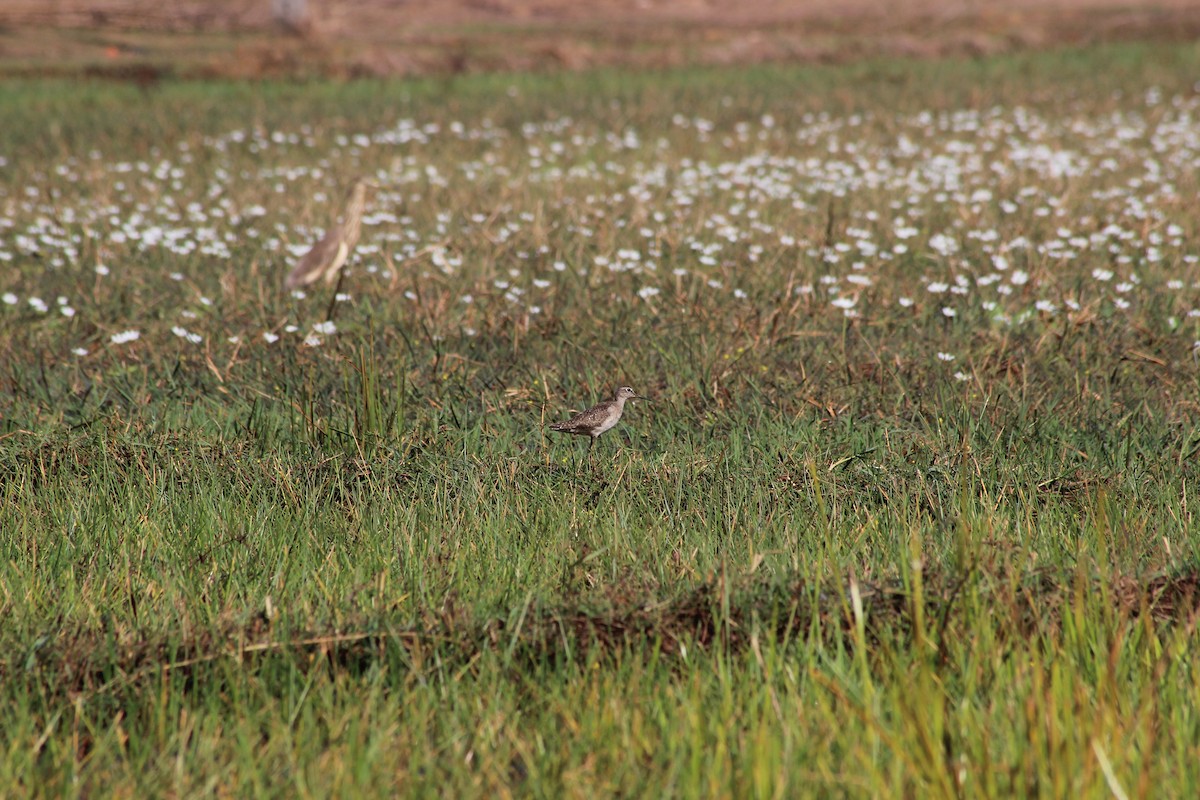 Wood Sandpiper - ML615288824
