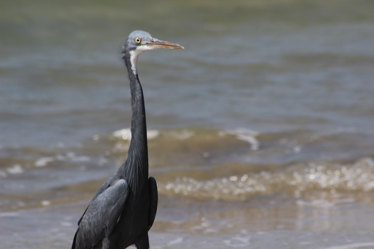 Western Reef-Heron - ML615288842