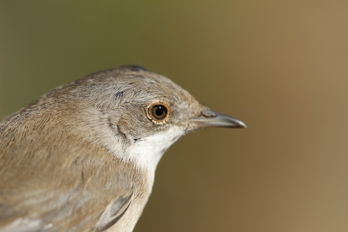 Curruca Cabecinegra - ML615288852