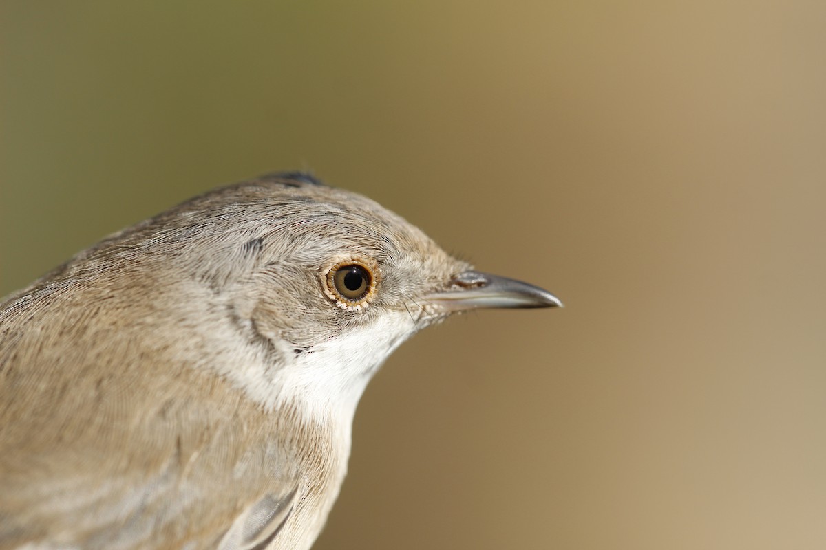 Curruca Cabecinegra - ML615288855