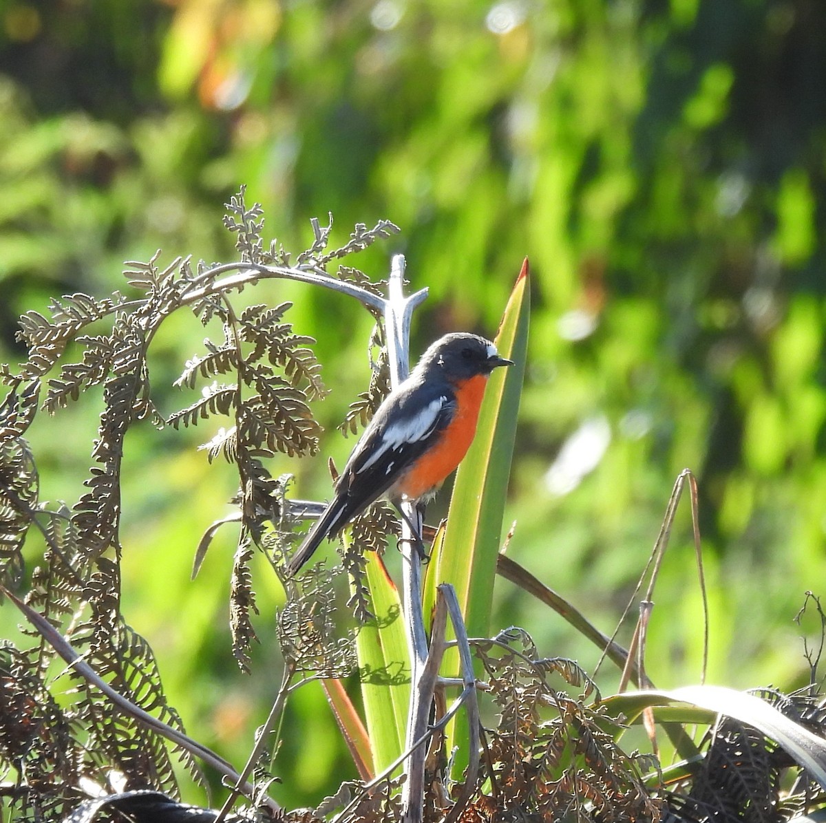 Flame Robin - Bernadette Mullaney