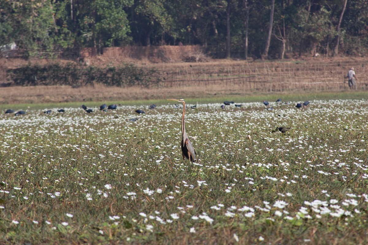 Purple Heron - ML615288865