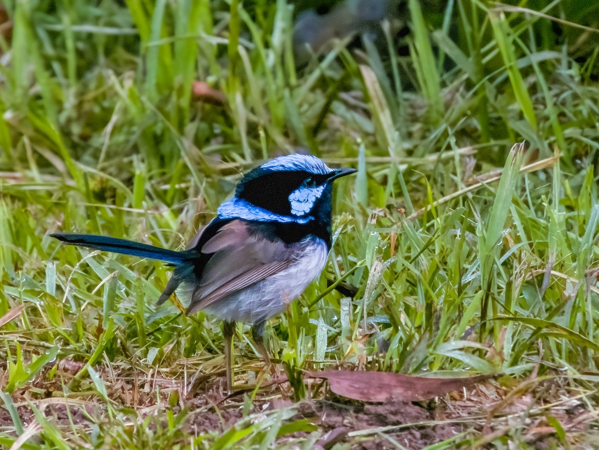 Superb Fairywren - ML615288891