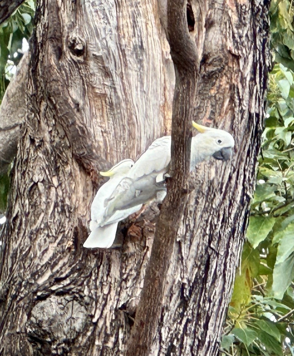 Yellow-crested Cockatoo - ML615288934