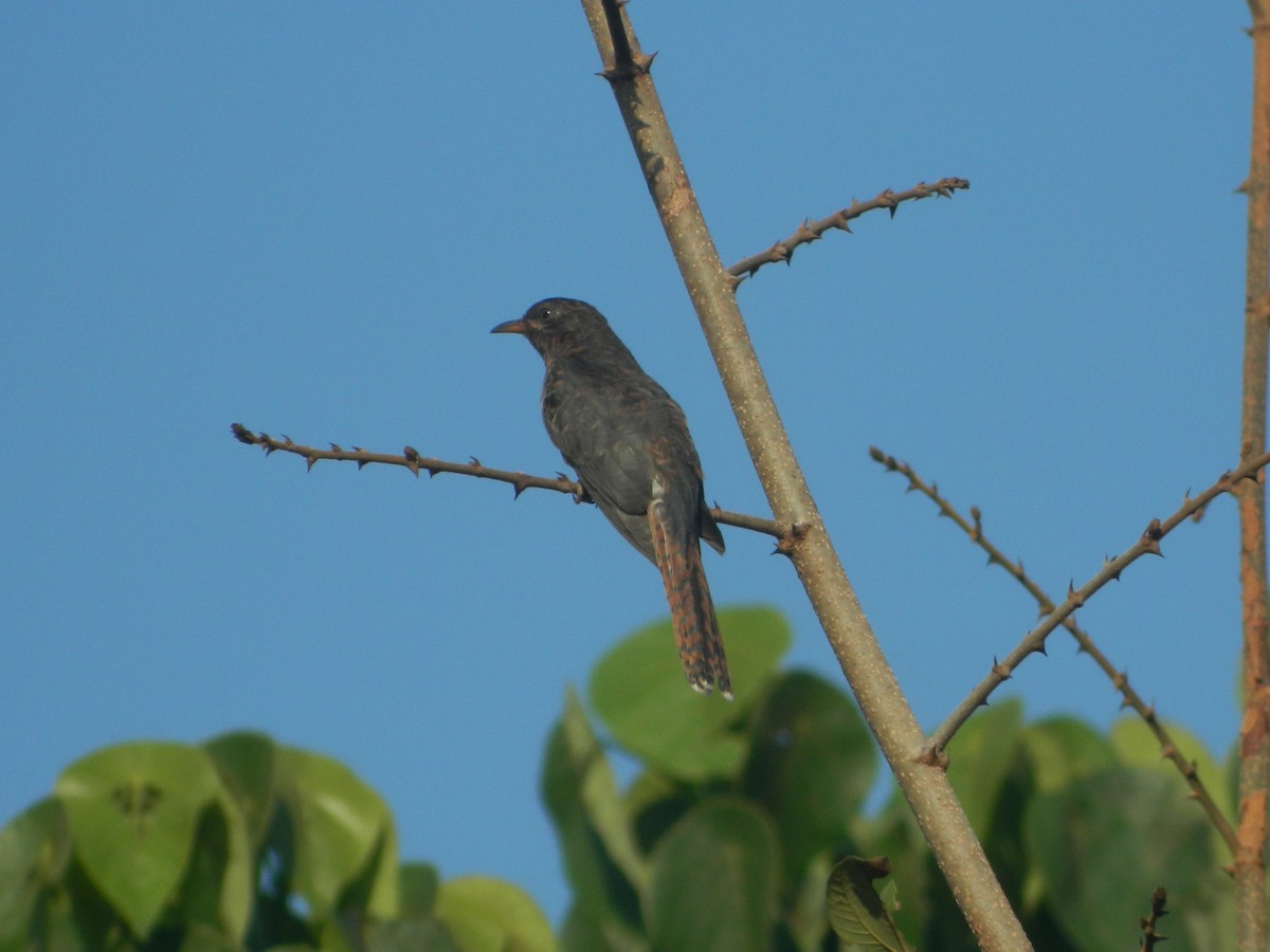 Gray-bellied Cuckoo - ML615288960