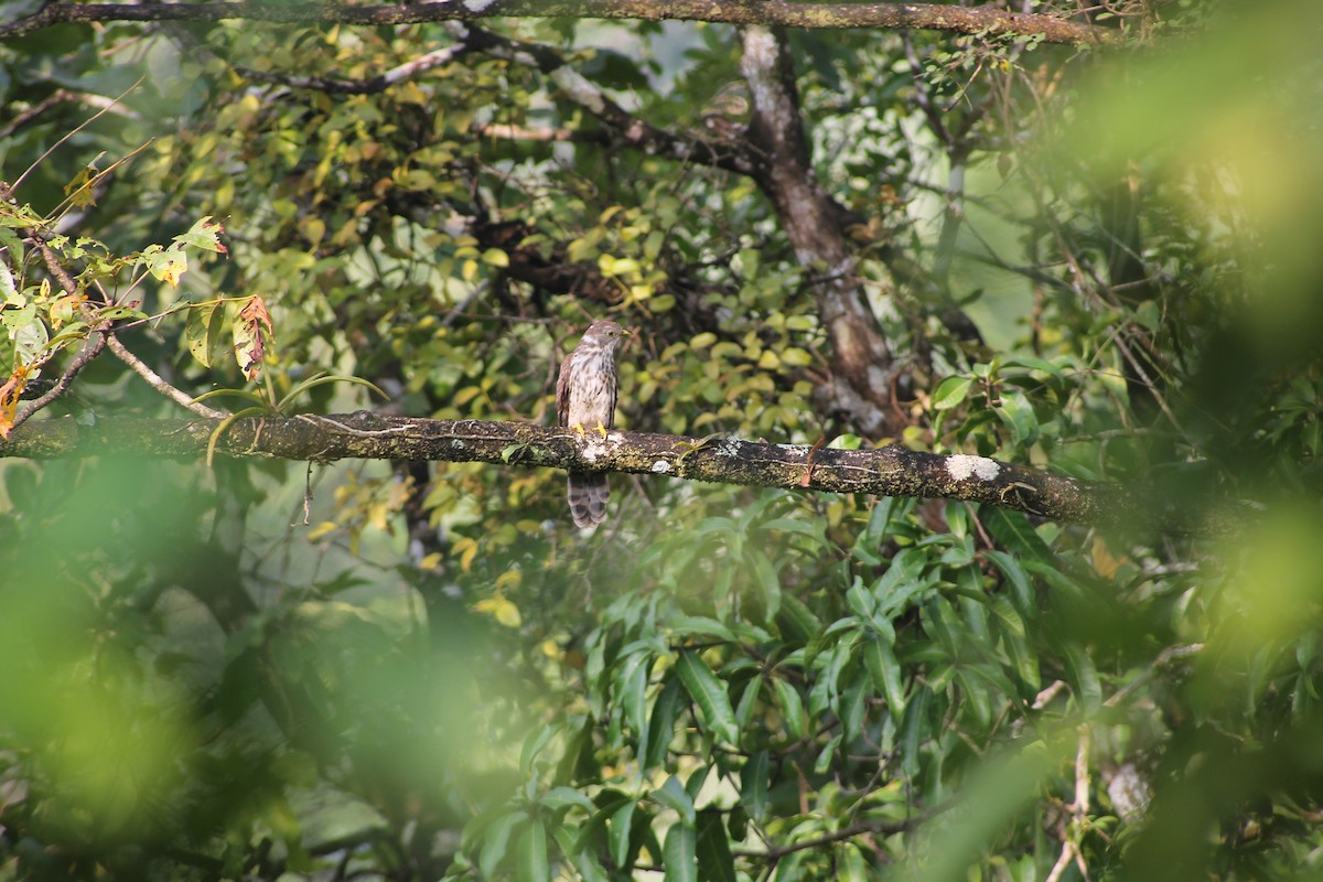 Common Hawk-Cuckoo - ML615288961
