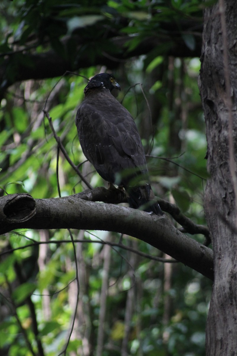 Crested Serpent-Eagle - ML615288969