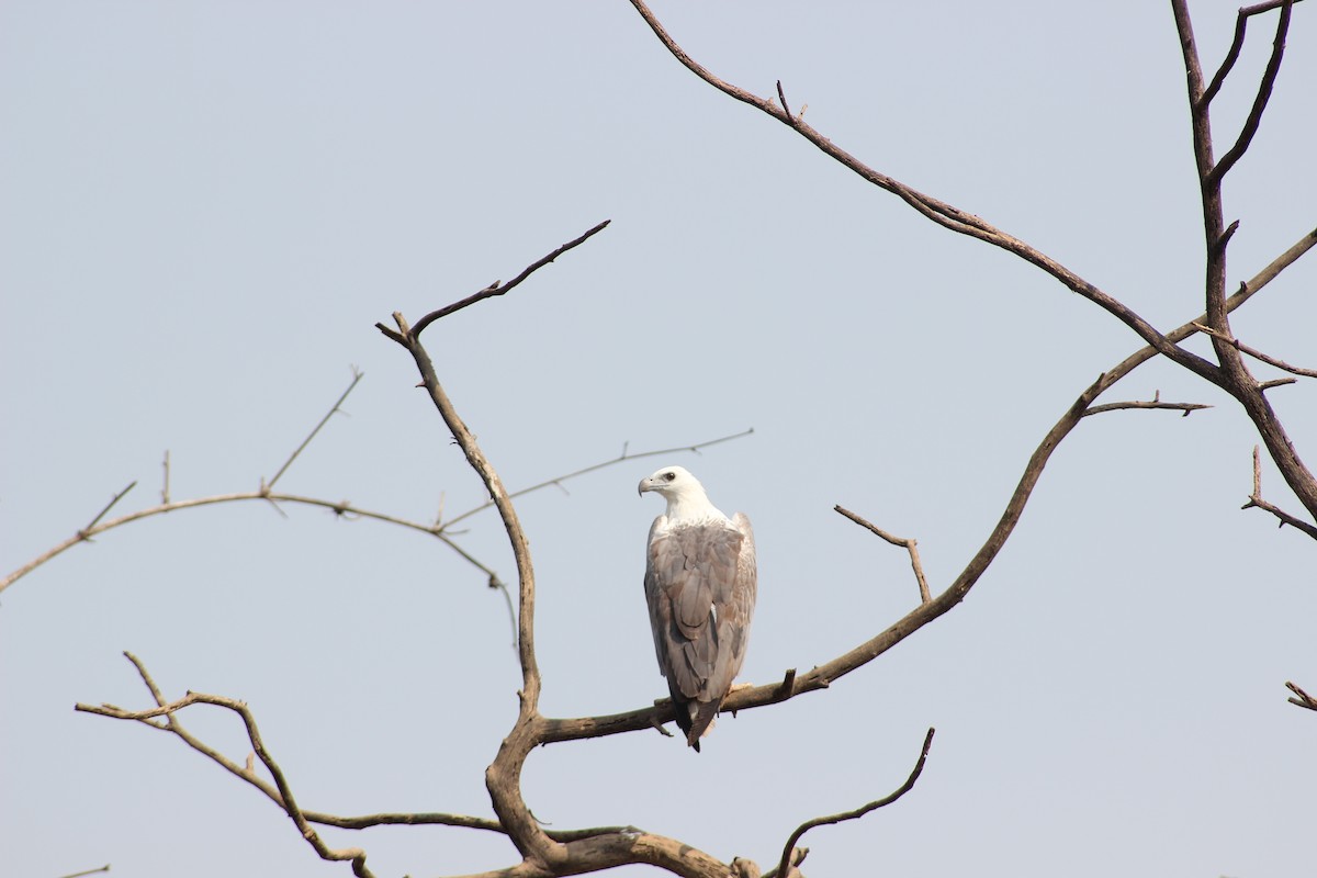 White-bellied Sea-Eagle - ML615288971