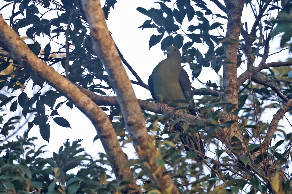 Тайваньский зелёный голубь (permagnus/medioximus) - ML615288975