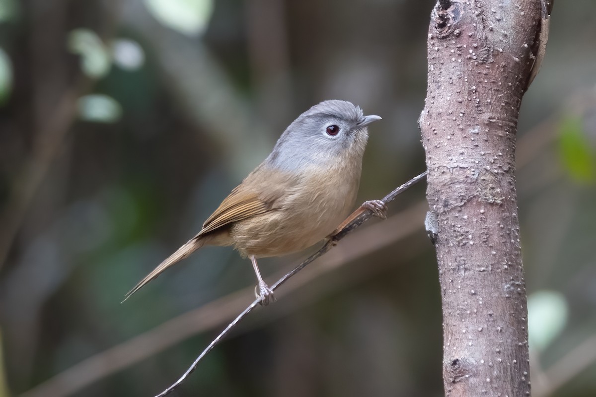 Yunnan Fulvetta - ML615289013