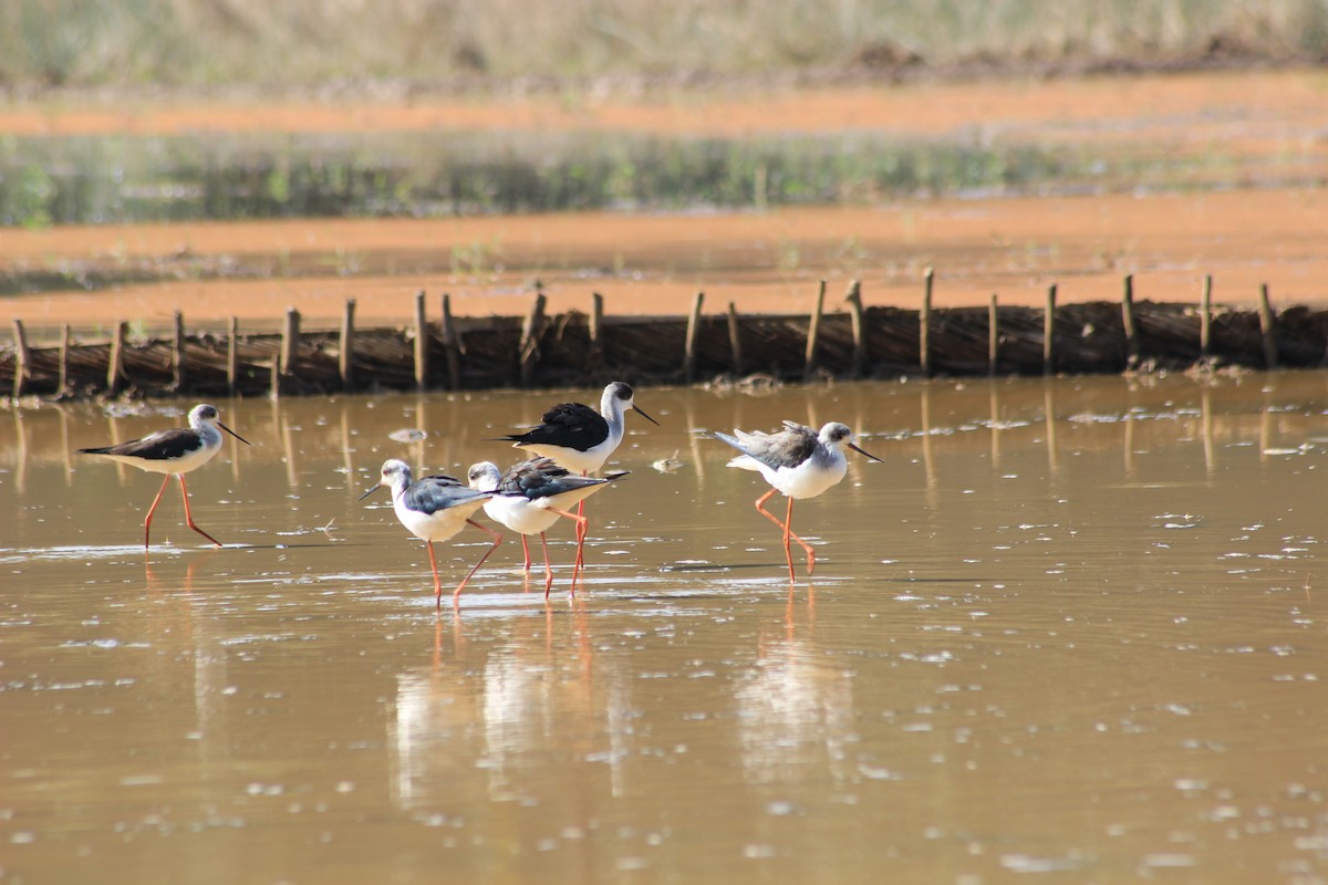 Black-winged Stilt - ML615289038
