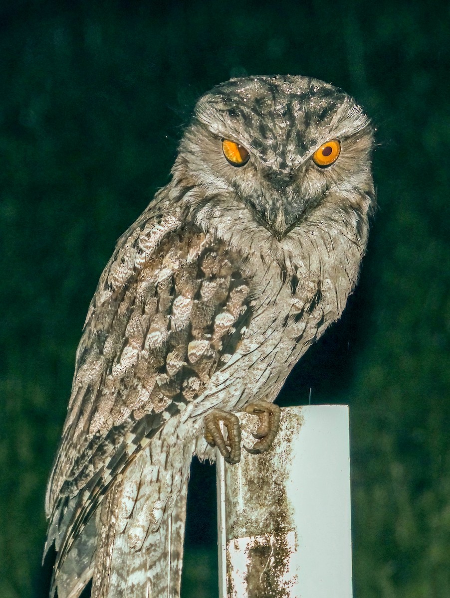 Tawny Frogmouth - Imogen Warren