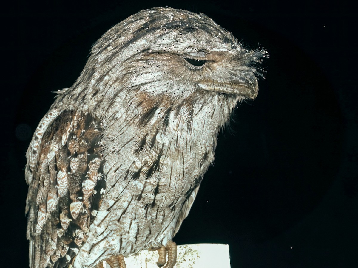 Tawny Frogmouth - Imogen Warren