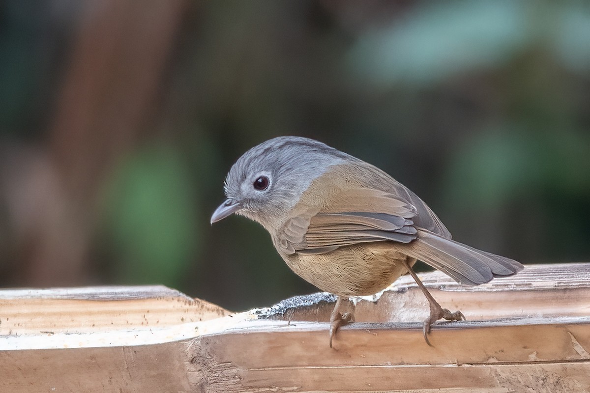 Yunnan Fulvetta - ML615289066