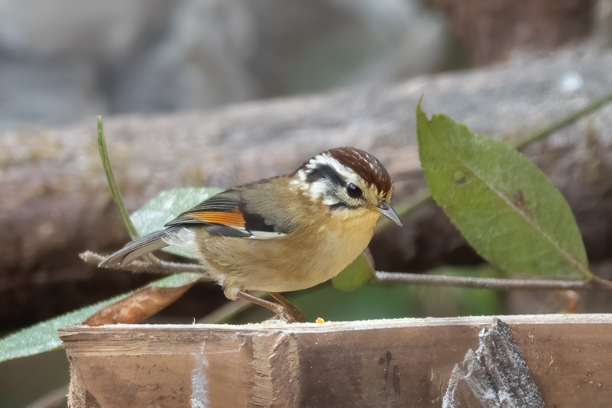 Rufous-winged Fulvetta - ML615289073