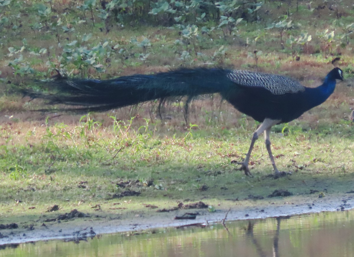 Indian Peafowl - ML615289078