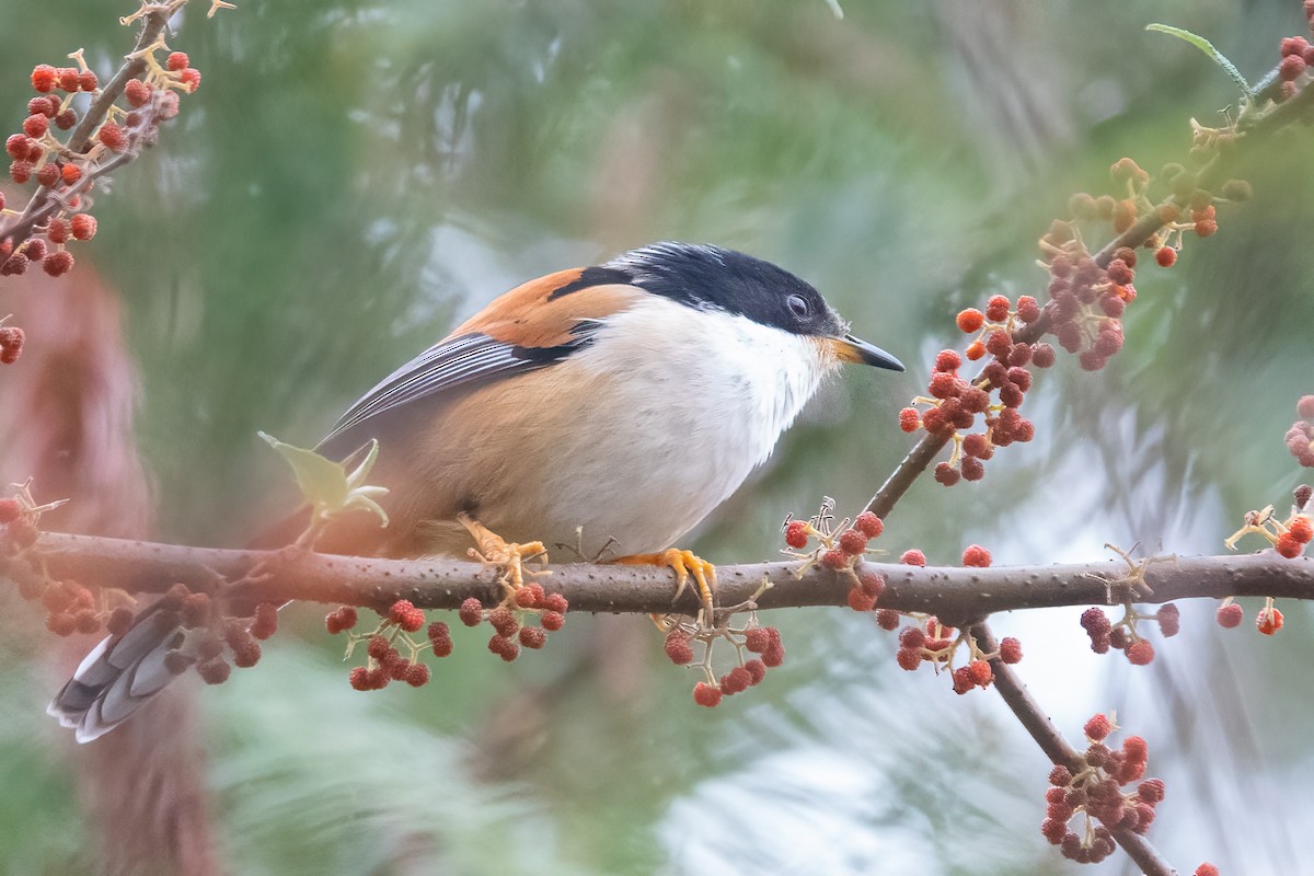 Rufous-backed Sibia - ML615289098