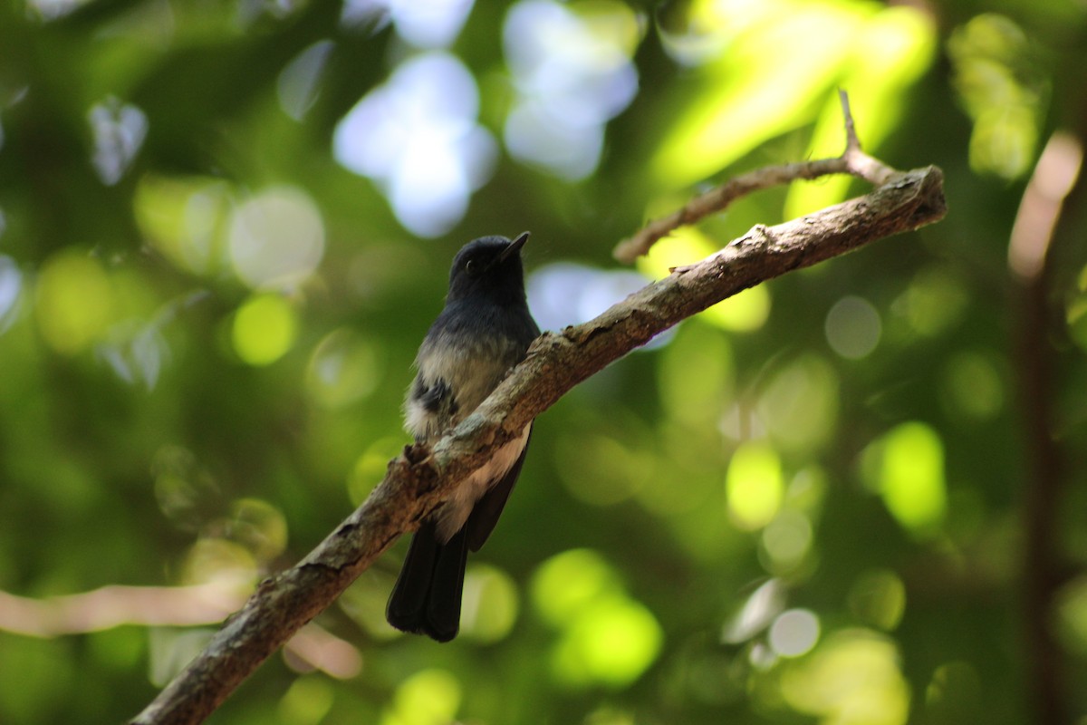 White-bellied Blue Flycatcher - ML615289107