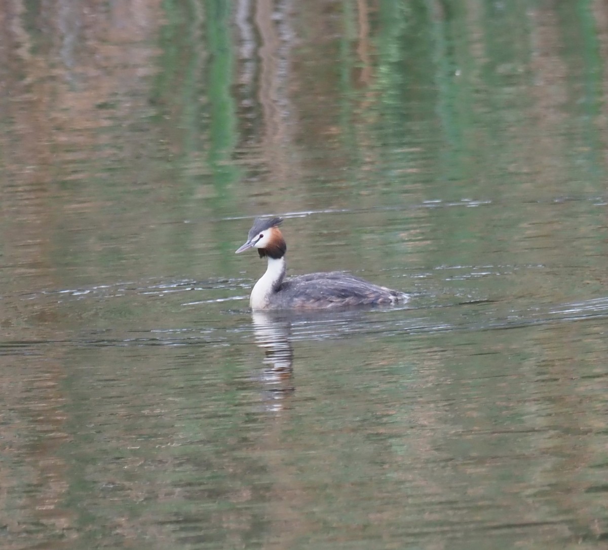 Great Crested Grebe - ML615289113