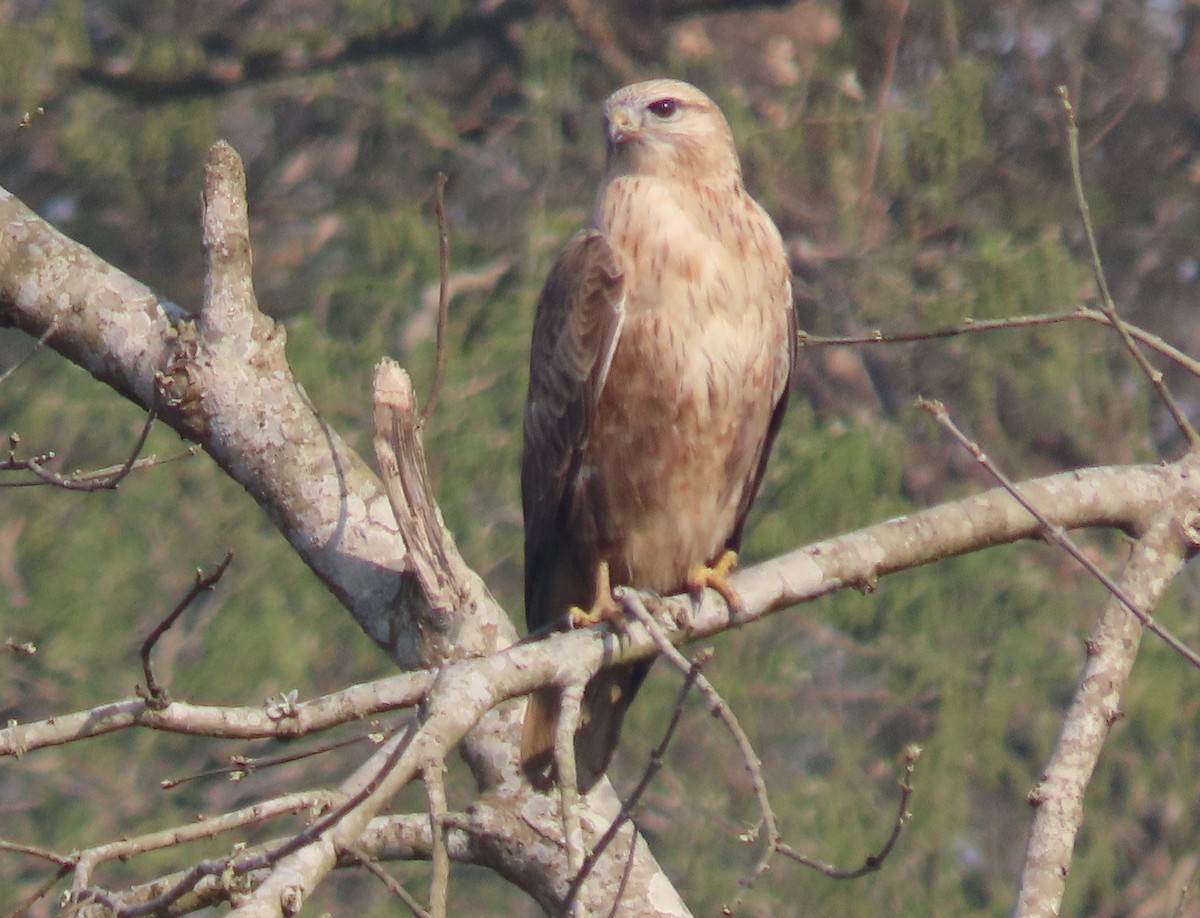 Gray-headed Fish-Eagle - ML615289115