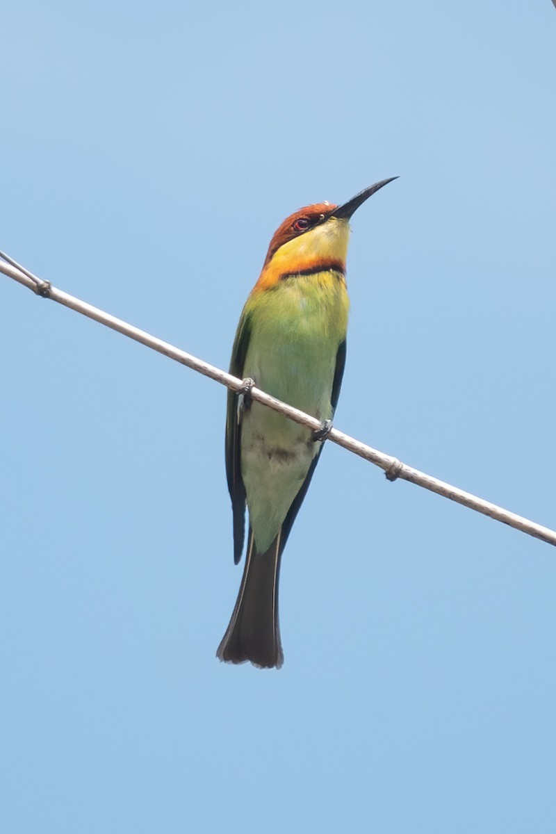 Chestnut-headed Bee-eater - 冰 鸟