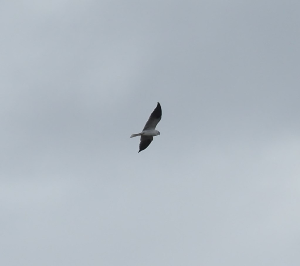 Black-shouldered Kite - Mark Stevenson