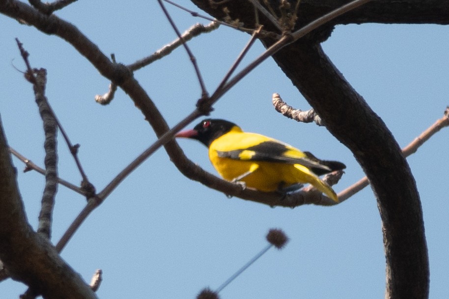 Black-hooded Oriole - 冰 鸟