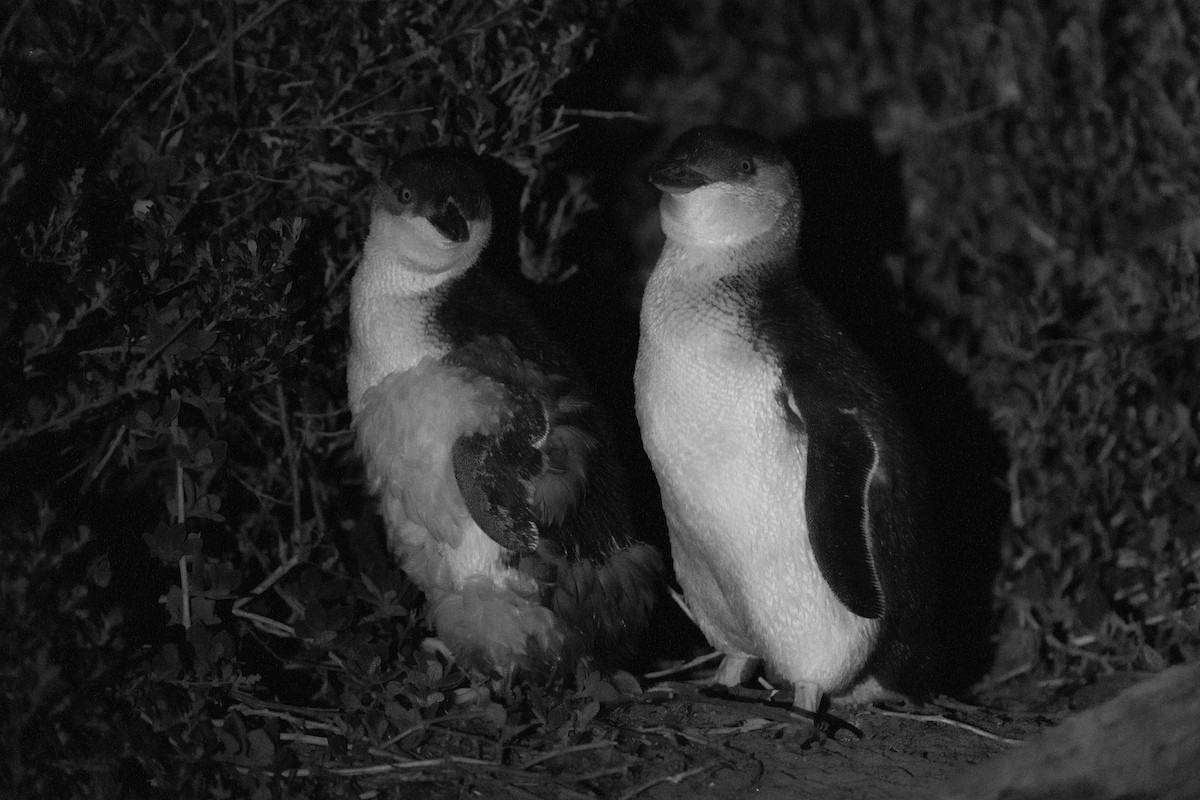 Little Penguin - ML615289148