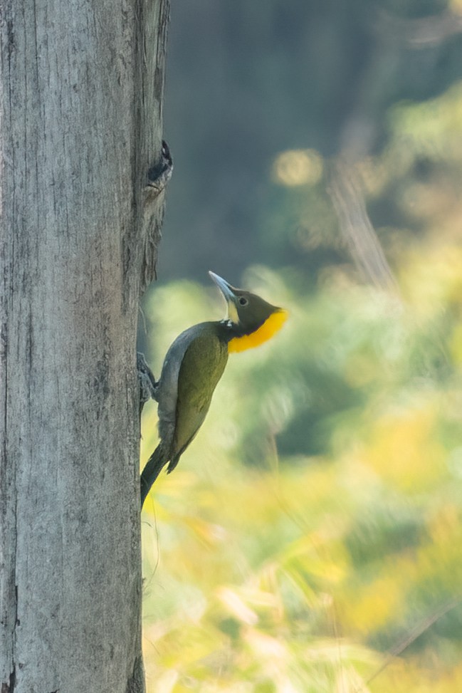 Greater Yellownape - 冰 鸟