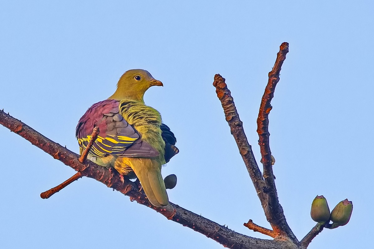 Gray-fronted Green-Pigeon - Uday Wandkar