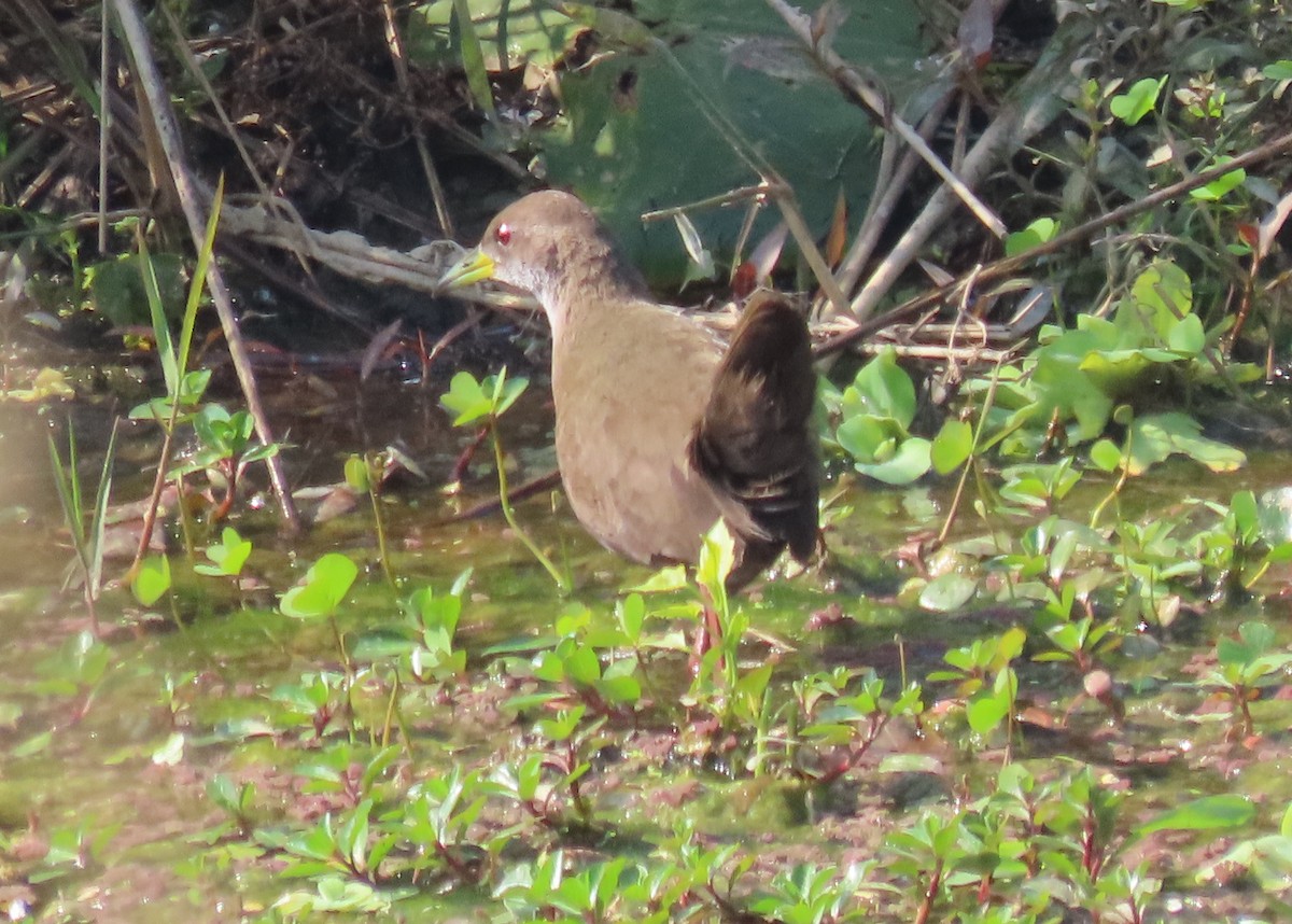 Brown Crake - ML615289158