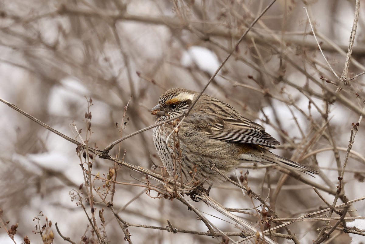 Chinese White-browed Rosefinch - ML615289169