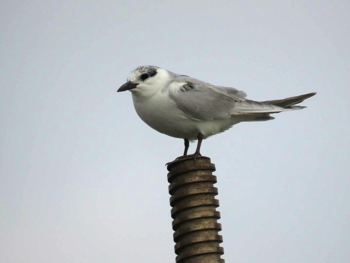 Whiskered Tern - ML615289221