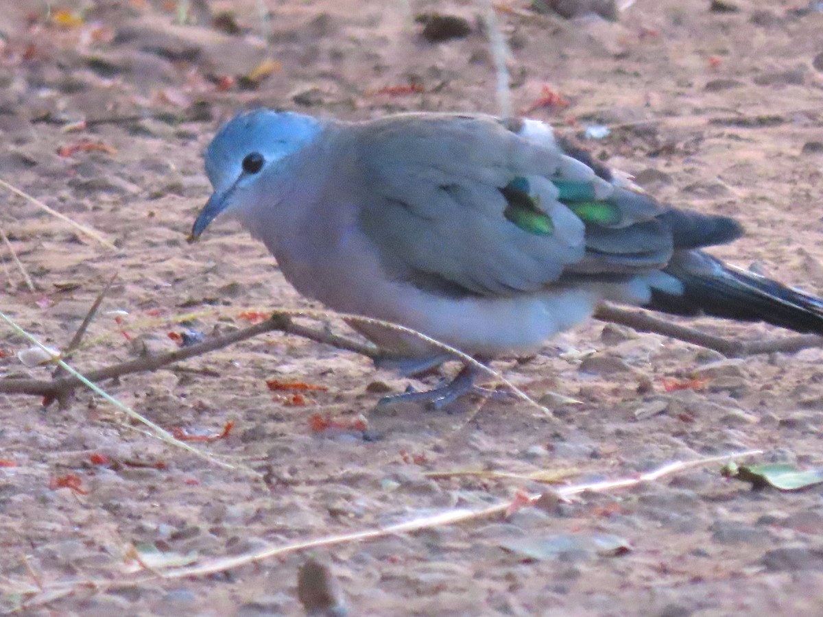 Emerald-spotted Wood-Dove - Stamatis Zogaris