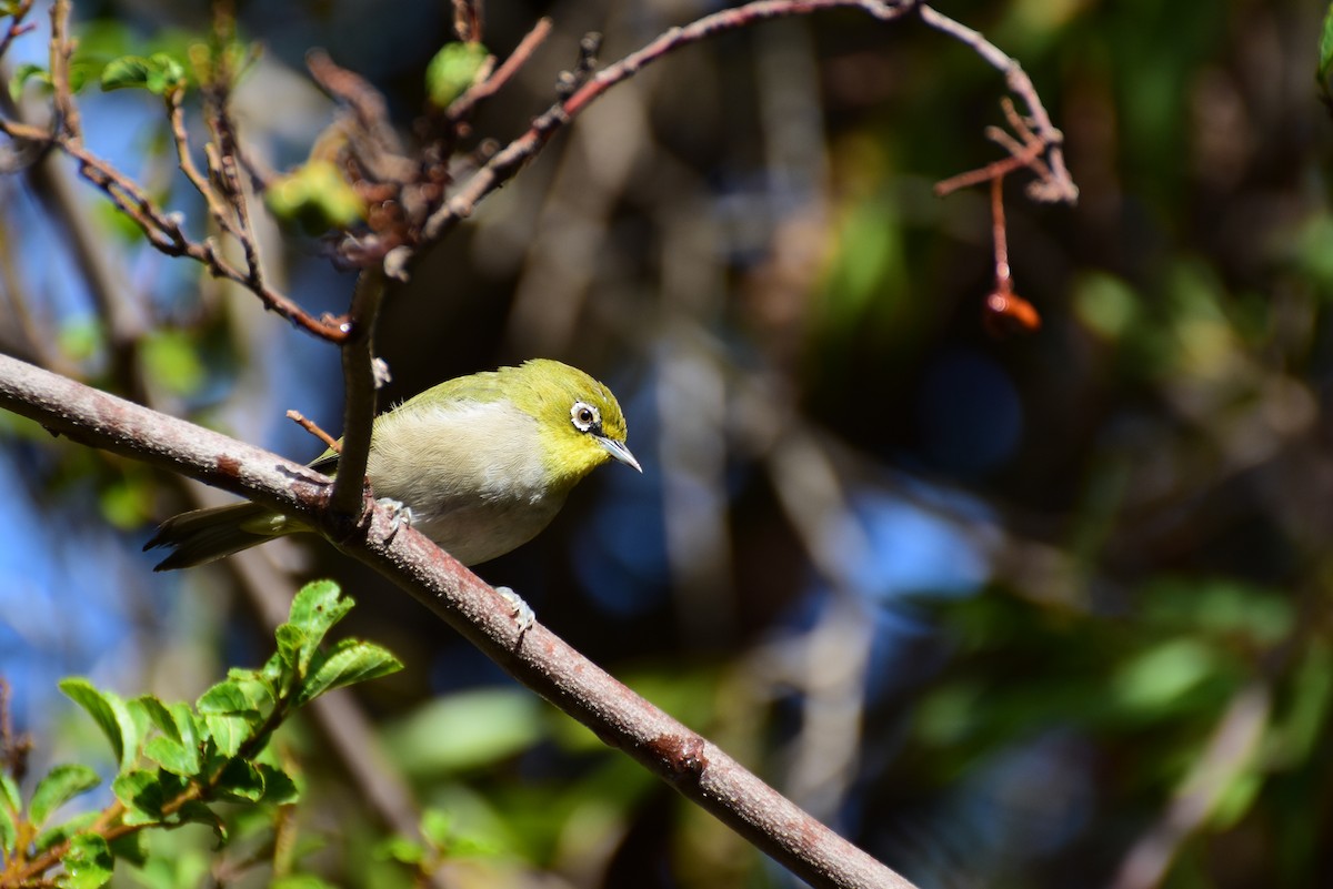 Cape White-eye - ML615289303