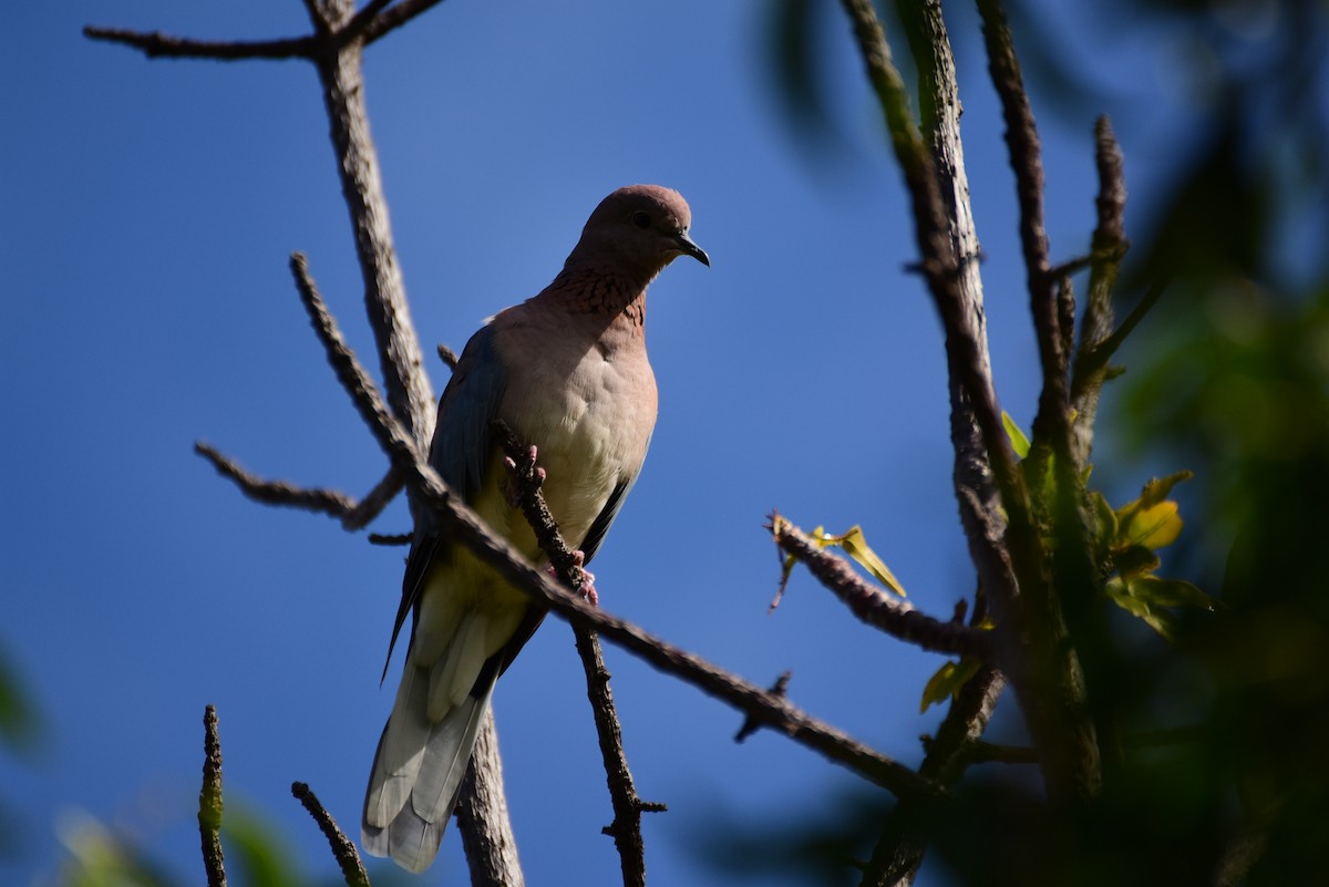 Laughing Dove - ML615289307