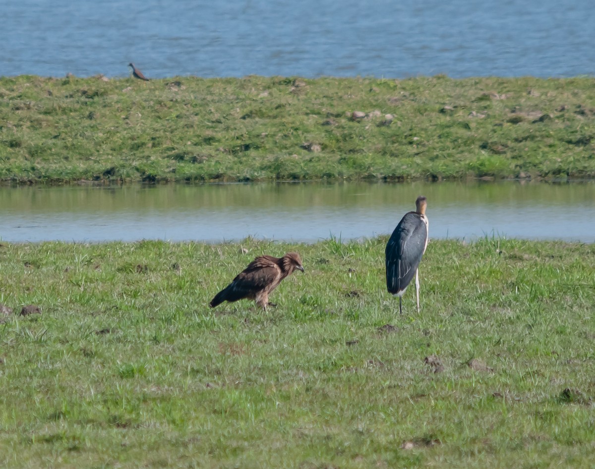 Бор бүргэд - ML615289324