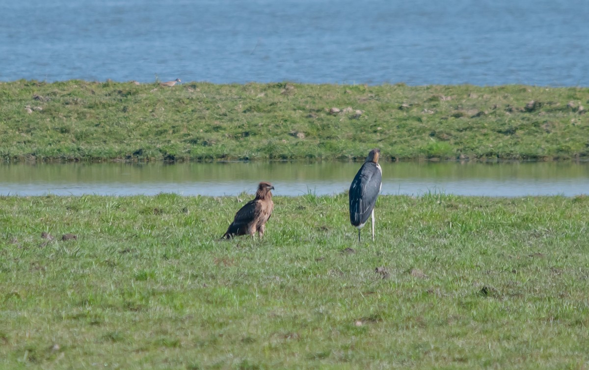 Бор бүргэд - ML615289325