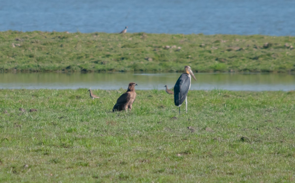 Бор бүргэд - ML615289326