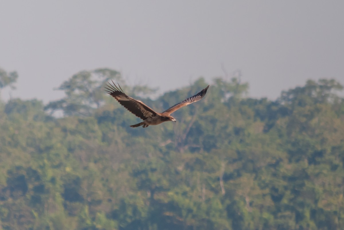 Бор бүргэд - ML615289328